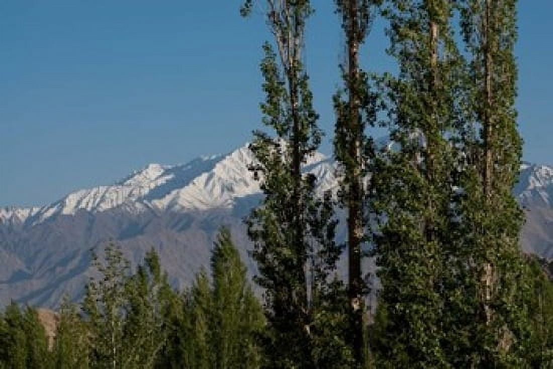 India Ladakh Leh Trees in front of snow-capped mountains Canvas Art - Ellen Clark DanitaDelimont (12 x 17)