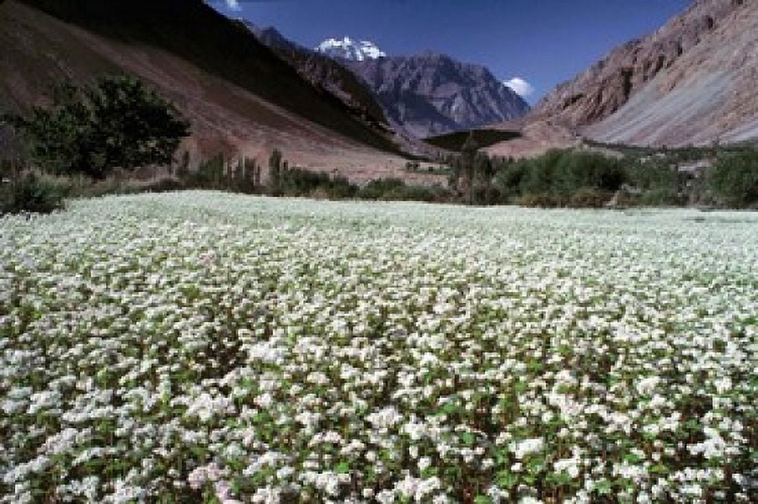 India Ladakh Suru White flower blooms Canvas Art - Ric Ergenbright DanitaDelimont (26 x 17)