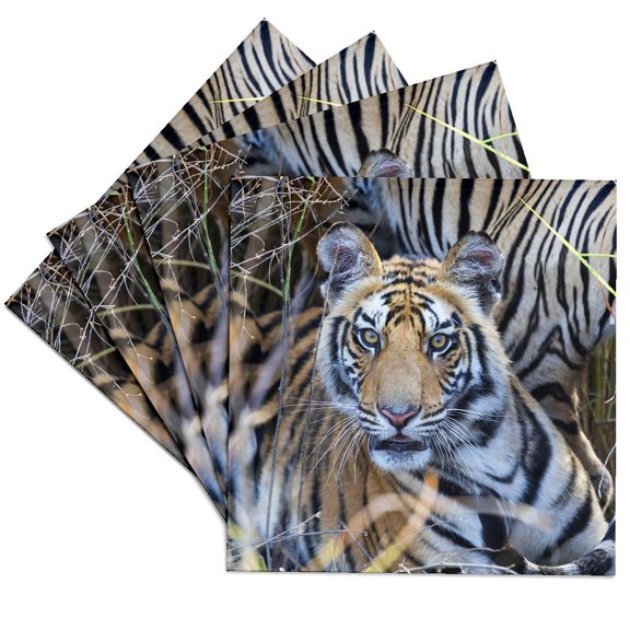 3drose, India, Madhya Pradesh, Bandhavgarh Np. a Young Tiger in Tall Grass., Set of 4 Ceramic Tile Coasters