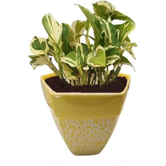 India Meets India Ceramic Flower Pot Planter Indoor Outdoor Planter Handicraft by Awarded Indian Artisan (Yellow, H-3.5 x D-4.5 Inch)