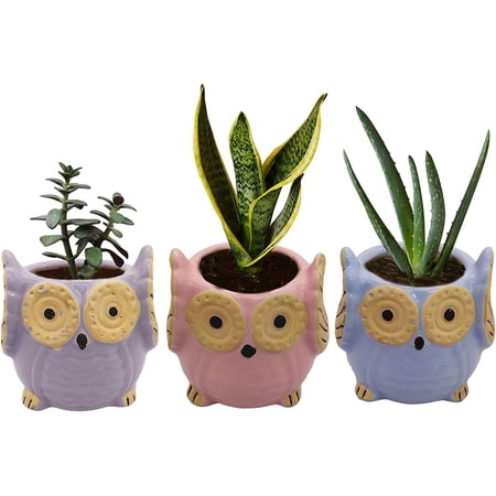 India Meets India Ceramic Planter, Owl Shaped [Multi-Color - 3.5 inch] - Ceramic Flower Pot/Indoor/Outdoor Pot, Set of 3 - by Awarded Indian Artisan