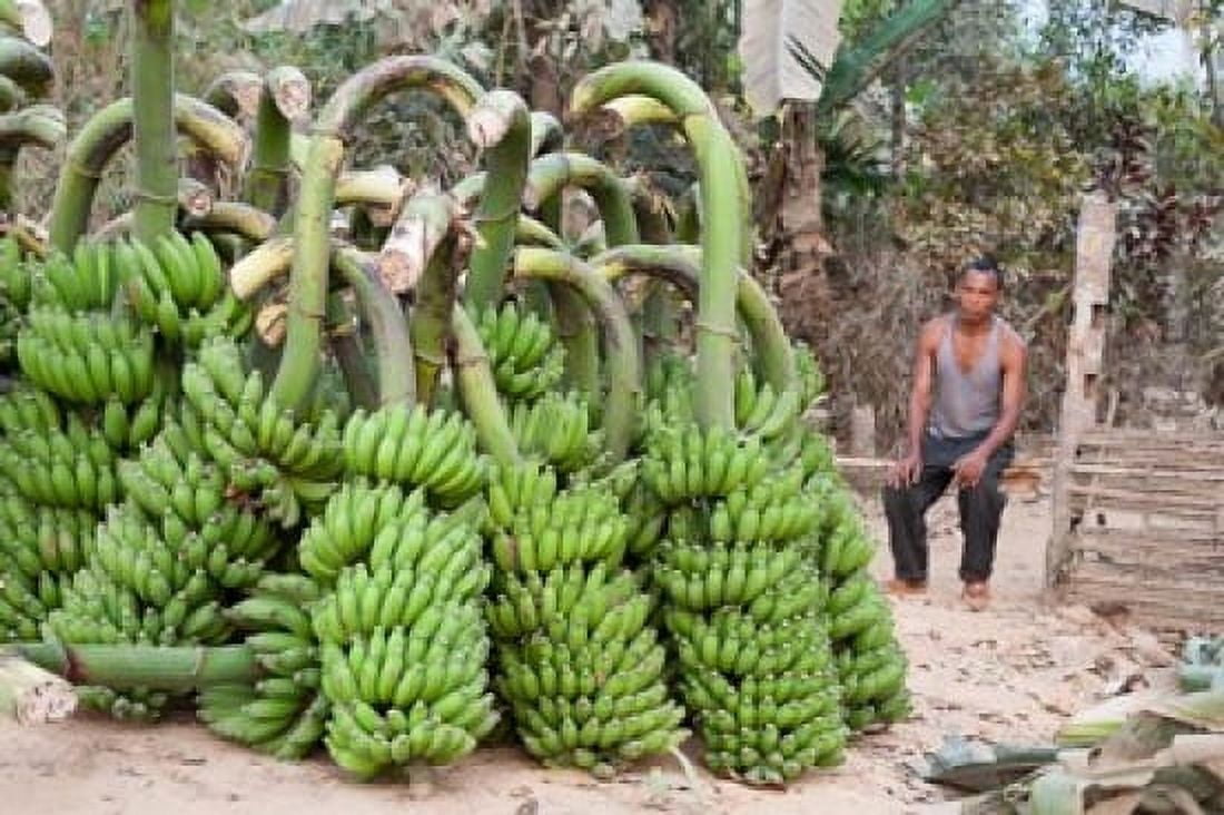 India Meghalaya Bajengdoba Bananas and the man who picked them Canvas Art - Brent Bergherm DanitaDelimont (19 x 28)