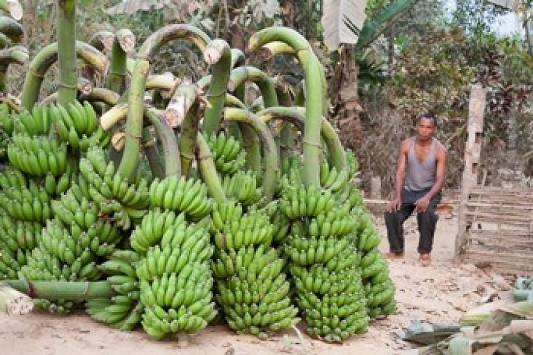 India Meghalaya Bajengdoba Bananas and the man who picked them Canvas Art - Brent Bergherm DanitaDelimont (24 x 36)
