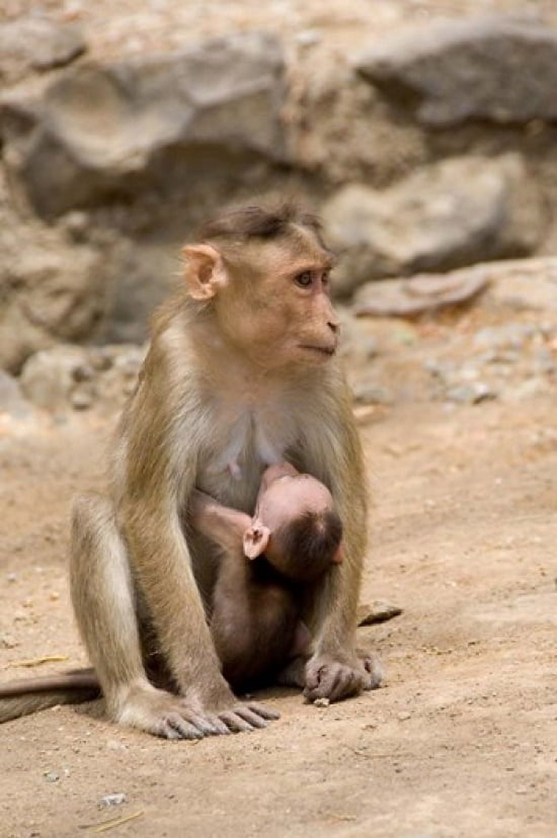 India Mumbai Elephanta Caves monkeys Canvas Art - Cindy Miller Hopkins DanitaDelimont (11 x 17)
