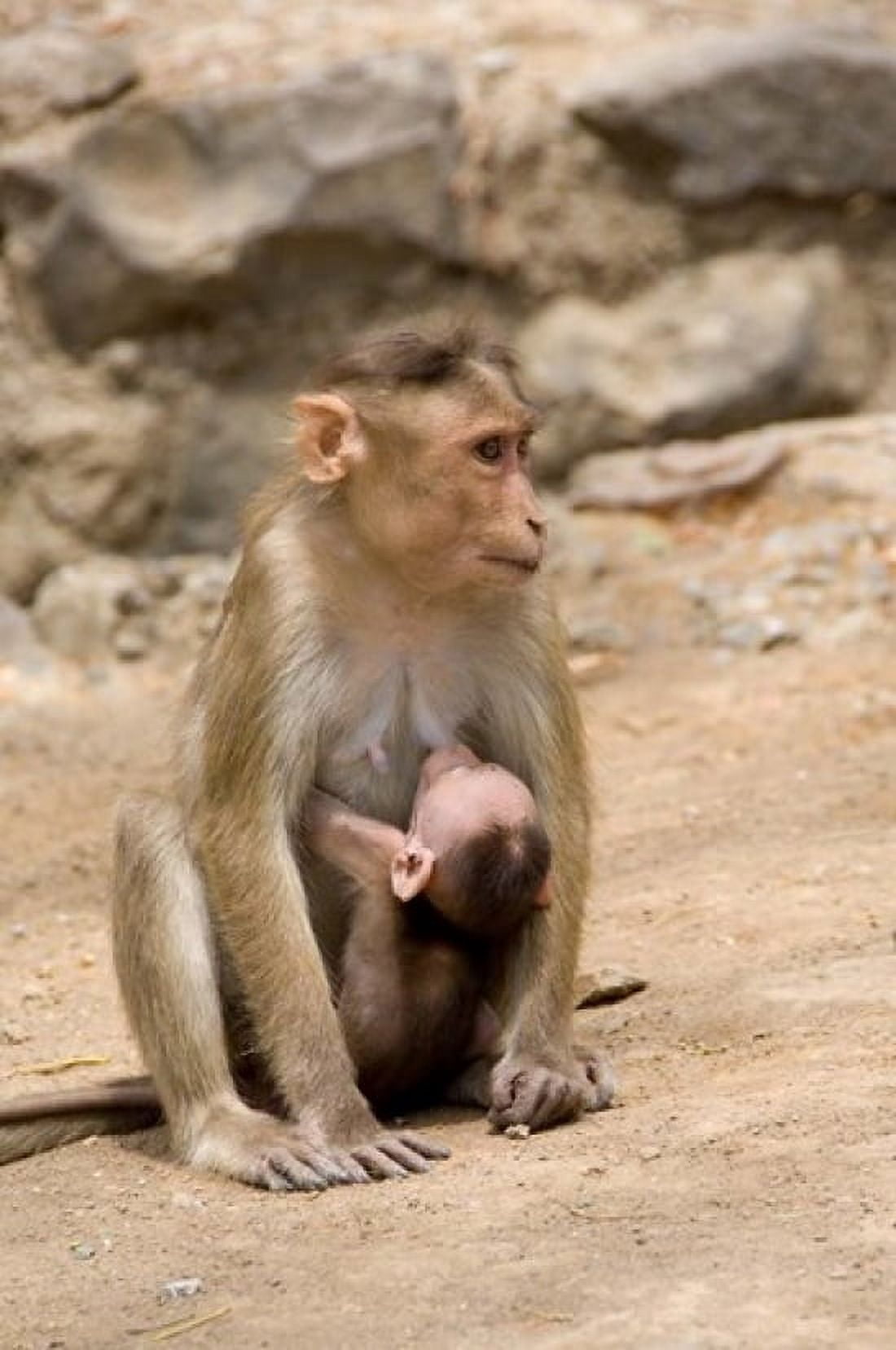 India Mumbai Elephanta Caves monkeys Canvas Art - Cindy Miller Hopkins DanitaDelimont (23 x 34)