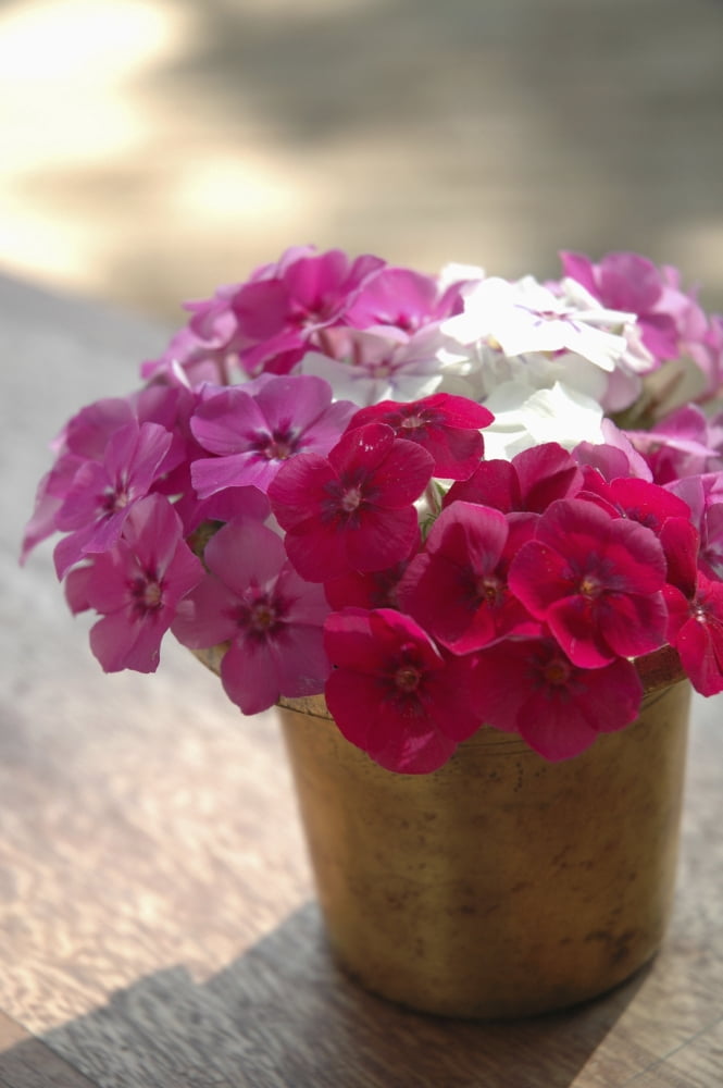 India Pink And White Flowers In Terracotta Pot At Ahilya Fort Hotel Madhya Pradesh Canvas Art - Sue Carpenter Design Pics (24 x 38)
