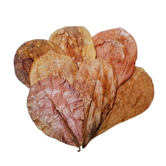 Indian Almond Leaves 75pc 5"-7" for Freshwater Shrimp, Bettas, Tropical Fish Aquariums & Terrariums …75pc 5"-7"