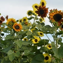 Indian Blanket Sunflower Seeds - 4 g Packet ~50 Seeds - Non-GMO - Flower Garden - Helianthus annuus