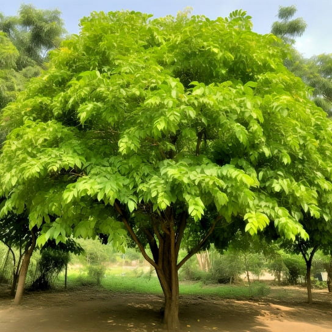 Indian Curry Leaf Tree 48" Tall Starter Live Plant, 4" Pot Murraya koenigii