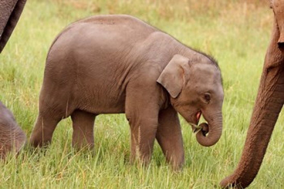 Indian Elephant calfCorbett National Park India Canvas Art - Jagdeep Rajput DanitaDelimont (26 x 18)