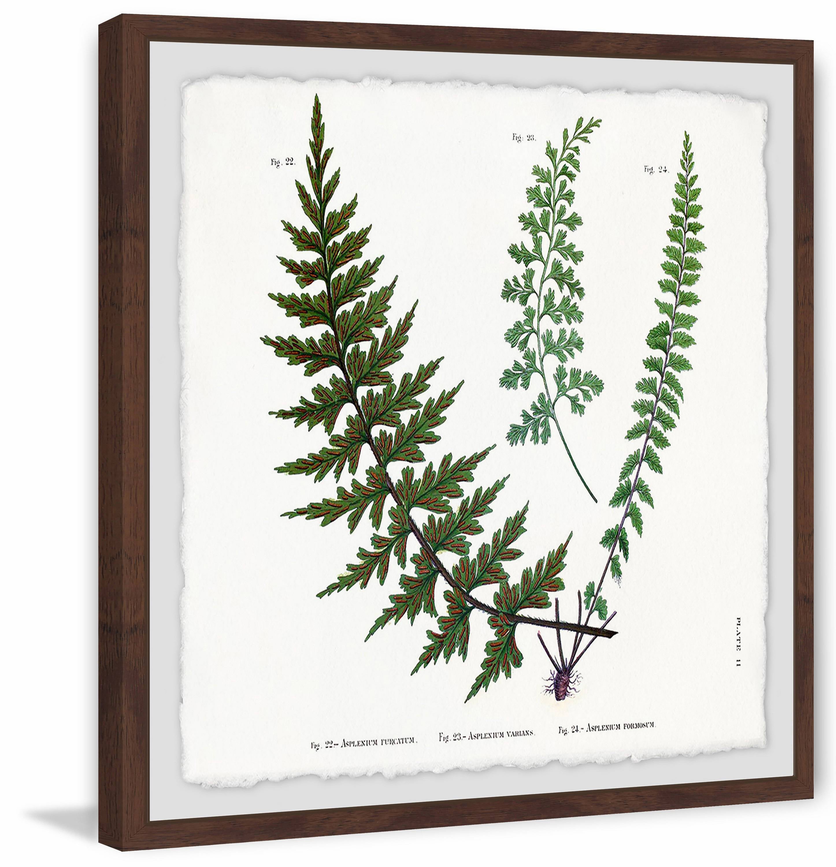 Indian Ferns Framed Painting Print