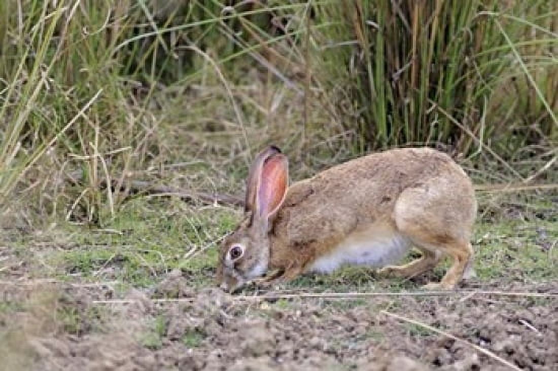 Indian Hare wildlife Ranthambhor NP India Canvas Art - Jagdeep Rajput DanitaDelimont (36 x 24)