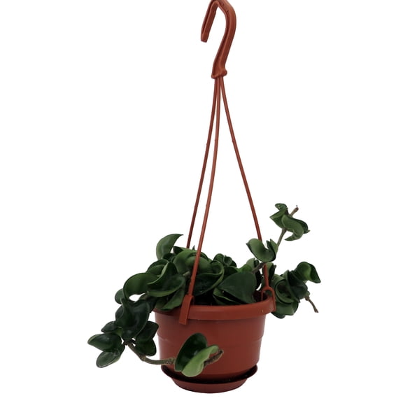 Hindu Rope Plant - Hoya carnosa compacta - 4" Mini Hanging Basket
