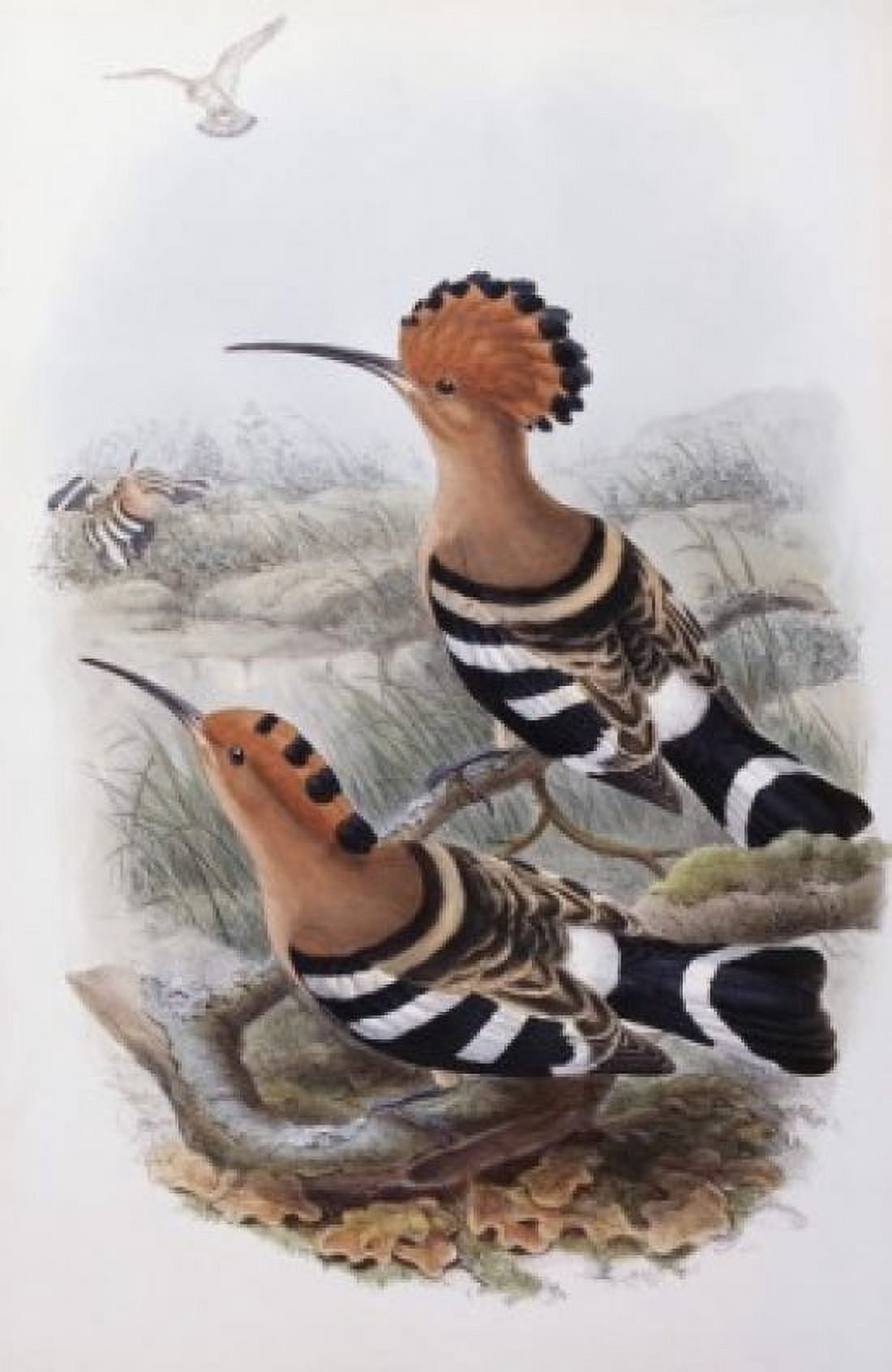 Indian Hoopoe John Gould (1804-1881 British) Canvas Art - John Gould (24 x 36)