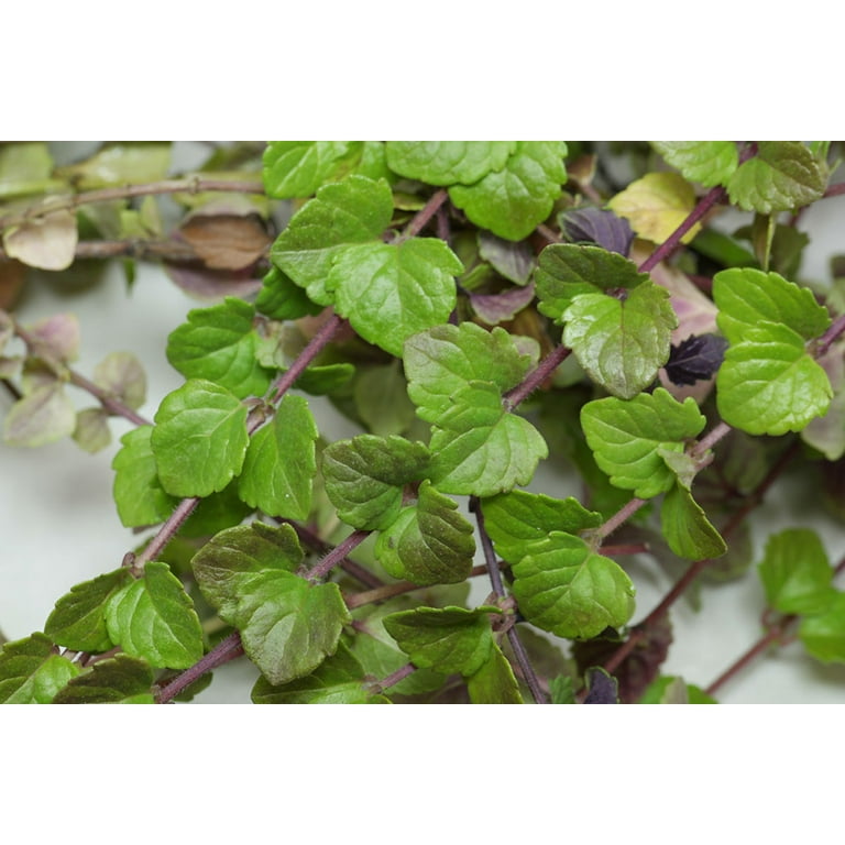 Indian Mint Tree
