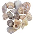 thumbnail image 1 of Indian Mix Assorted Craft Seashells Medium 1-1.25 (1 Kilo) (appx. 120 pc), 1 of 1