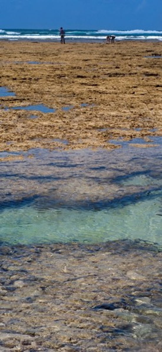Indian Ocean Fringe Reef Mombasa Marine National Park and Reserve Kenya Canvas Art - Panoramic Images (24 x 12)