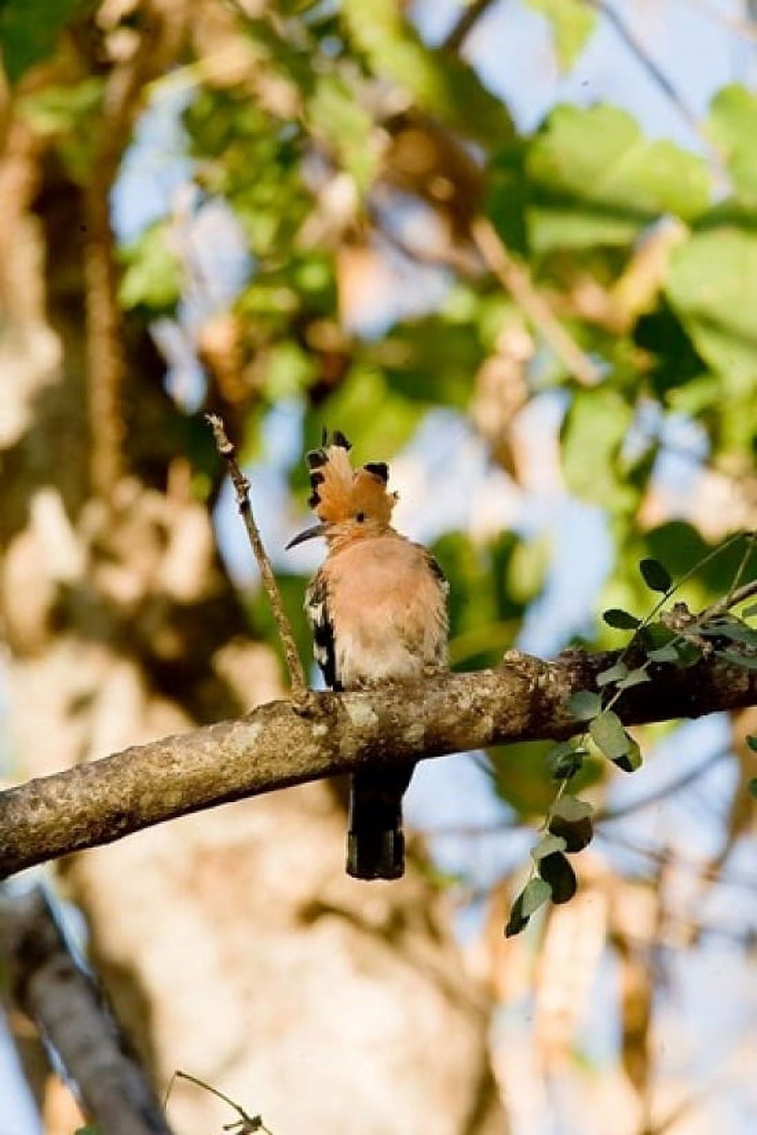 Indian Ocean Madagascar Hoopoe bird on tree limb Canvas Art - Jaynes Gallery DanitaDelimont (11 x 17)