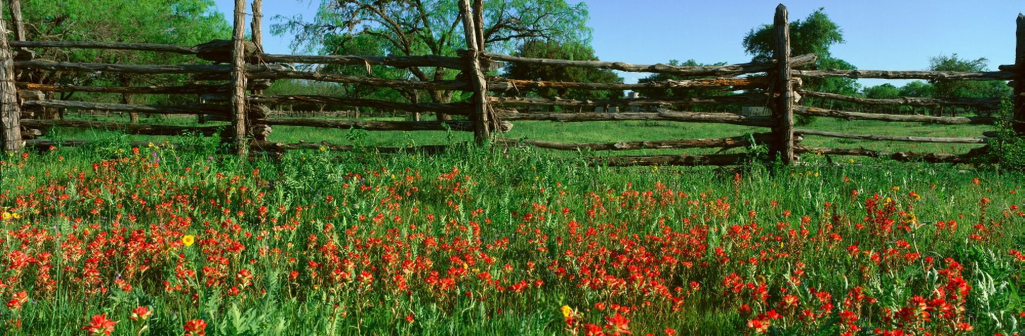 Indian Paint Brush Flowers LBJ National Historical Park Johnson City Texas Canvas Art - Panoramic Images (27 x 9)