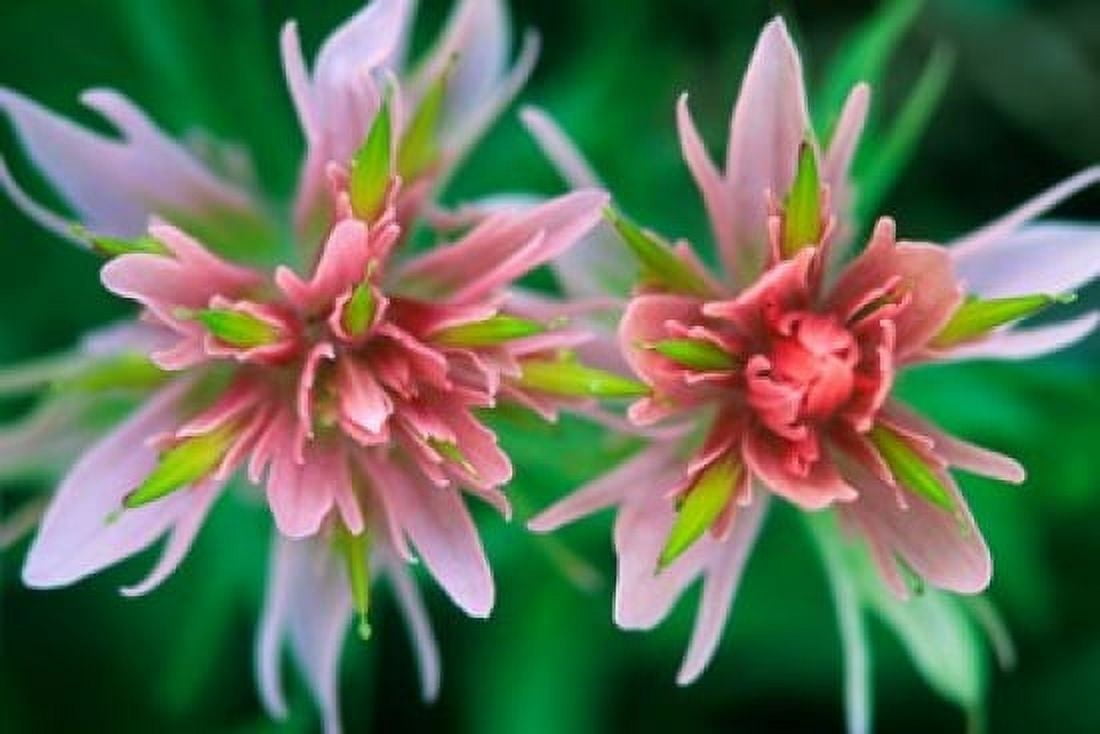 Indian Paintbrush Banff National Park Alberta Canada Canvas Art - Rob Tilley DanitaDelimont (27 x 18)