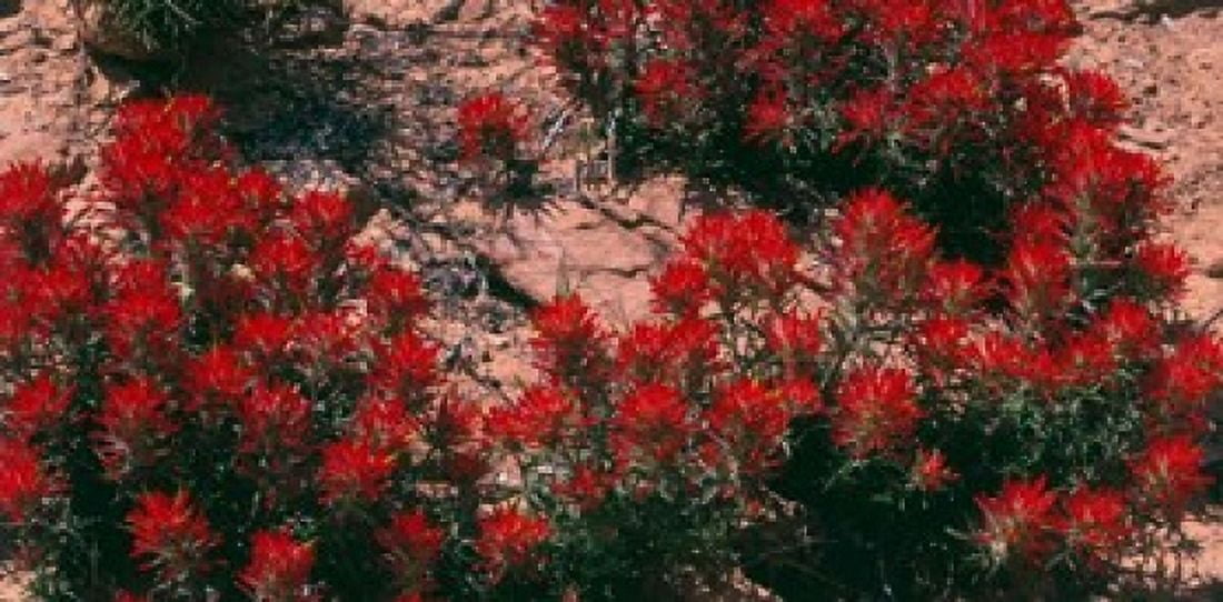Indian Paintbrush UT Canvas Art - Panoramic Images (25 x 12)