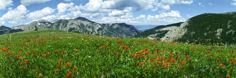Indian Paintbrush flowers in a meadow Granite Canyon Grand Teton National Park Wyoming USA Canvas Art - Panoramic Images (36 x 12)