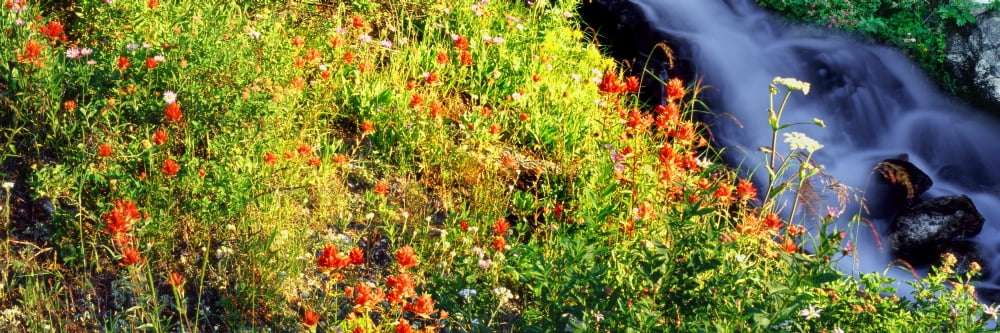 Indian Paintbrush lines the Broken Falls drainage on the slopes of Teewinot Mountain Grand Teton National Park Wyoming USA Canvas Art - Panoramic Images (12 x 36)