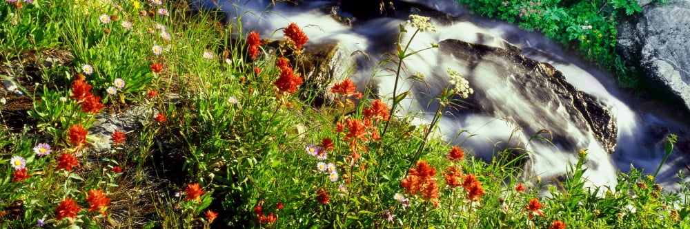 Indian Paintbrush lines the Broken Falls drainage on the slopes of Teewinot Mountain Grand Teton National Park Wyoming USA Canvas Art - Panoramic Images (12 x 36)