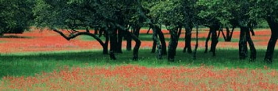 Indian Paintbrushes And Scattered Oaks Texas Hill Co Texas USA Canvas Art - Panoramic Images (36 x 12)