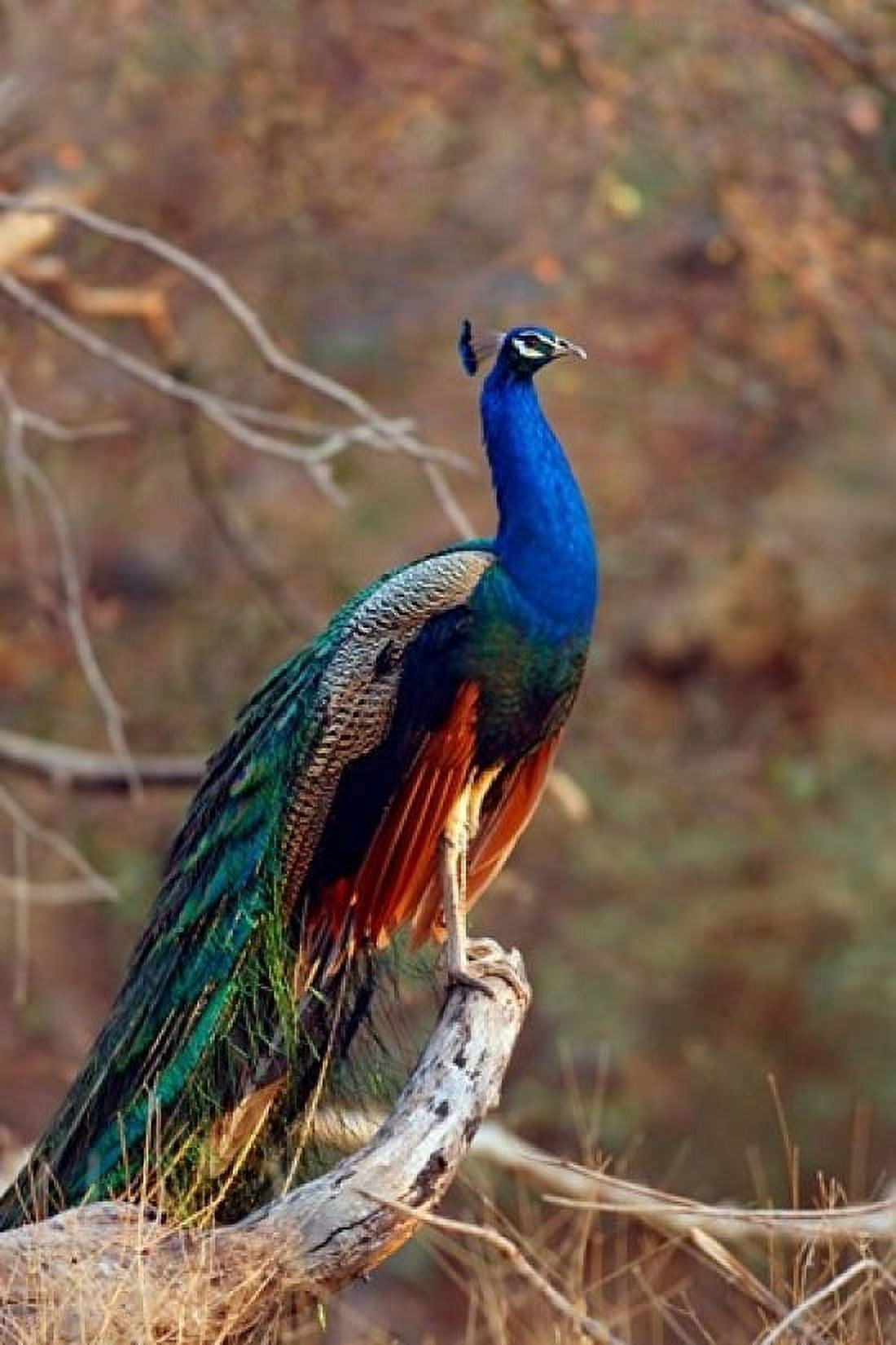 Indian Peacock Ranthambhor National Park India Canvas Art - Jagdeep Rajput DanitaDelimont (18 x 26)