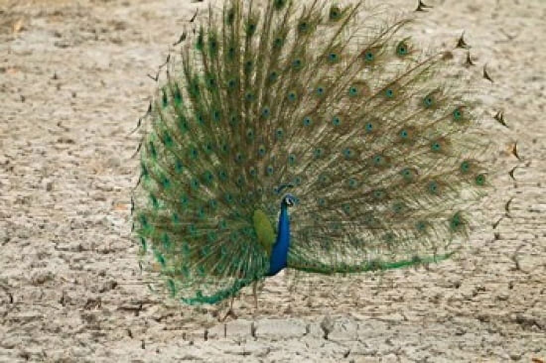 Indian Peafowl Bandhavgarh National Park India Canvas Art - Joe & Mary Ann McDonald DanitaDelimont (25 x 17)