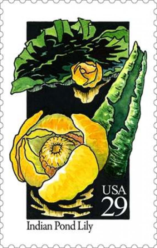 Indian Pond Lily Canvas Art - US POSTAL SERVICE (12 x 18)