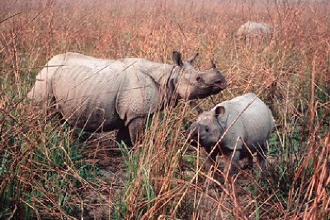 Indian Rhinoceros in Kaziranga National Park India Canvas Art - Dee Ann Pederson DanitaDelimont (12 x 17)