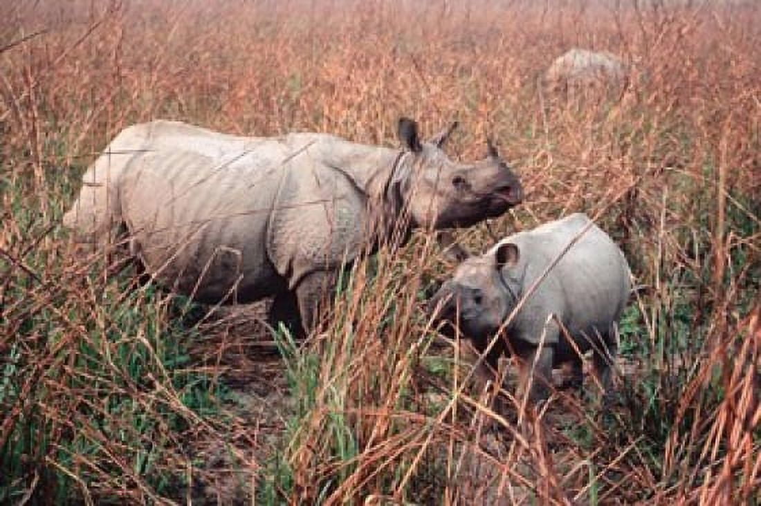 Indian Rhinoceros in Kaziranga National Park India Canvas Art - Dee Ann Pederson DanitaDelimont (24 x 36)