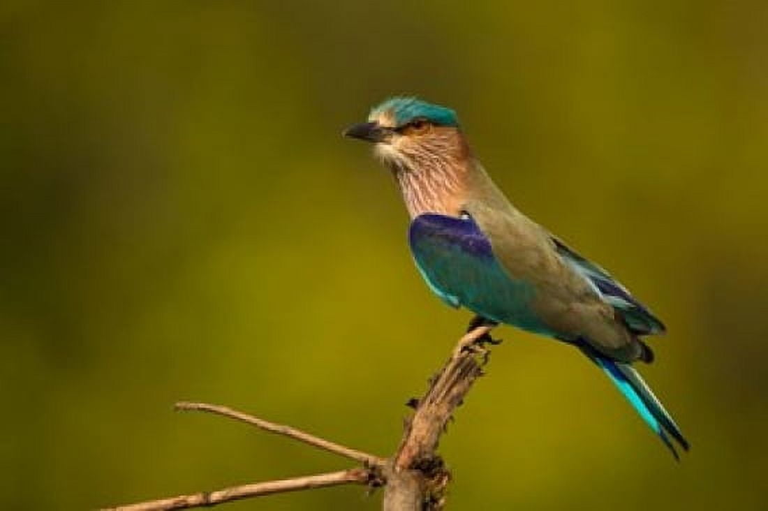 Indian Roller Bandhavgarh National Park India Canvas Art - Joe & Mary Ann McDonald DanitaDelimont (23 x 16)