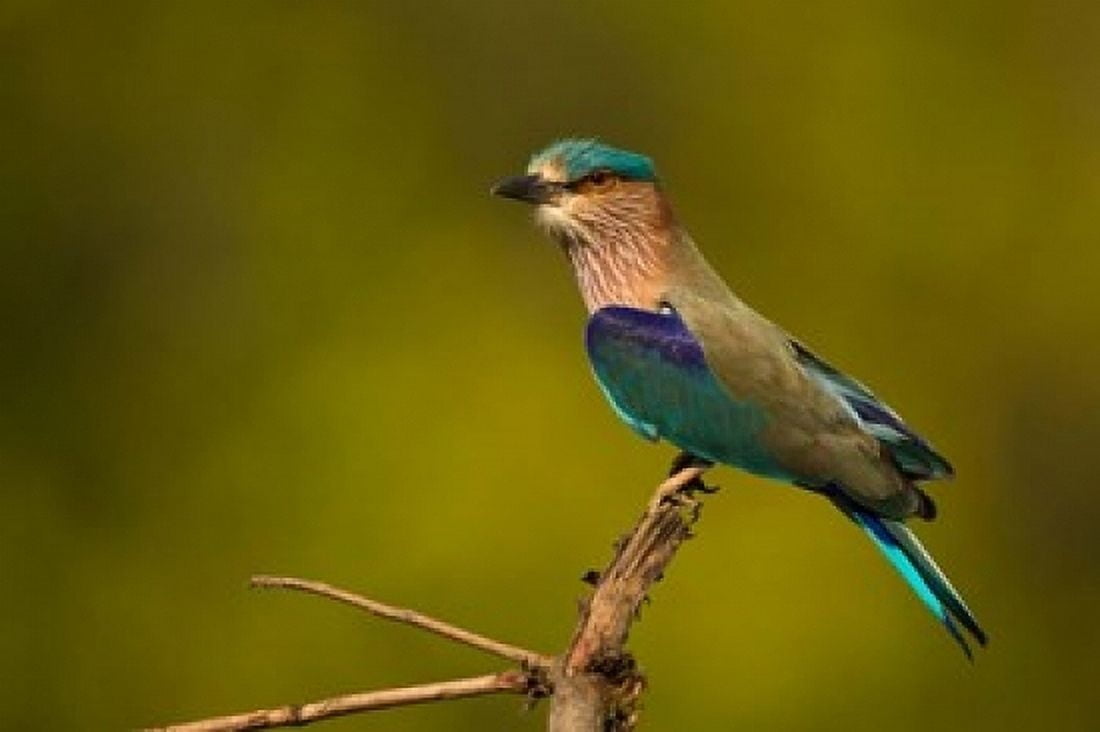 Indian Roller Bandhavgarh National Park India Canvas Art - Joe & Mary Ann McDonald DanitaDelimont (36 x 24)