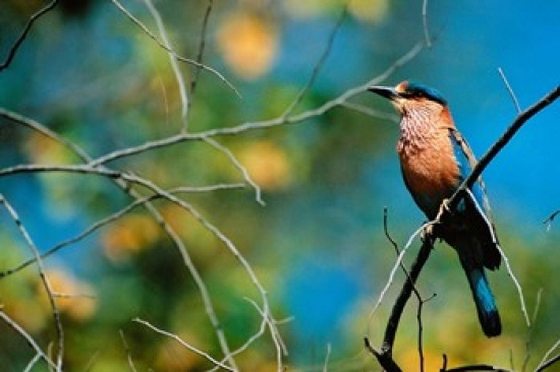 Indian Roller in Bandhavgarh National Park India Canvas Art - Dee Ann Pederson DanitaDelimont (18 x 24)