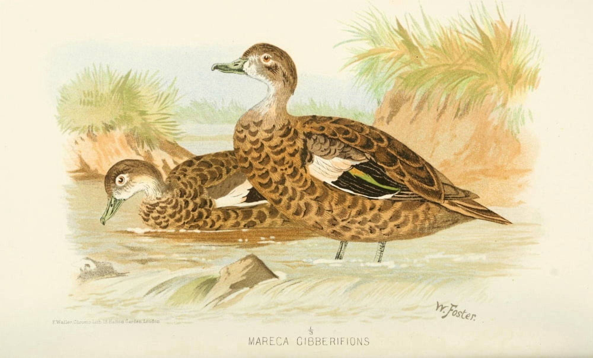 Indian Sporting Birds 1915 Andaman Teal Canvas Art - Foster WH (18 x 24)