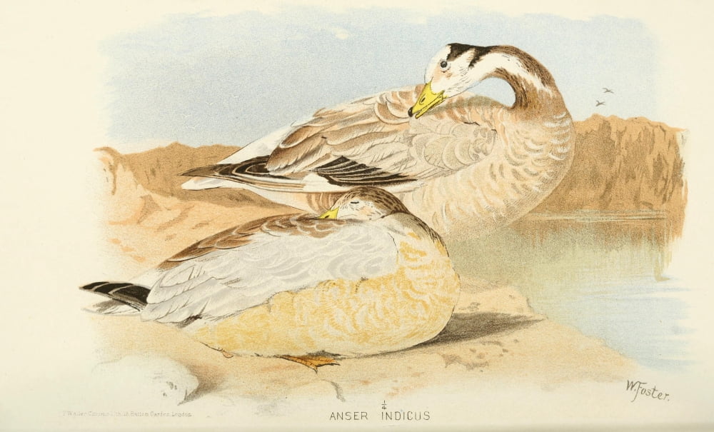 Indian Sporting Birds 1915 Bar-headed Goose Canvas Art - Foster WH (18 x 24)