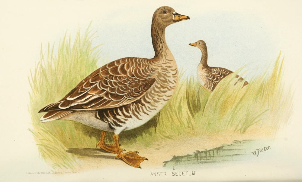 Indian Sporting Birds 1915 Bean Goose Canvas Art - Foster WH (24 x 36)