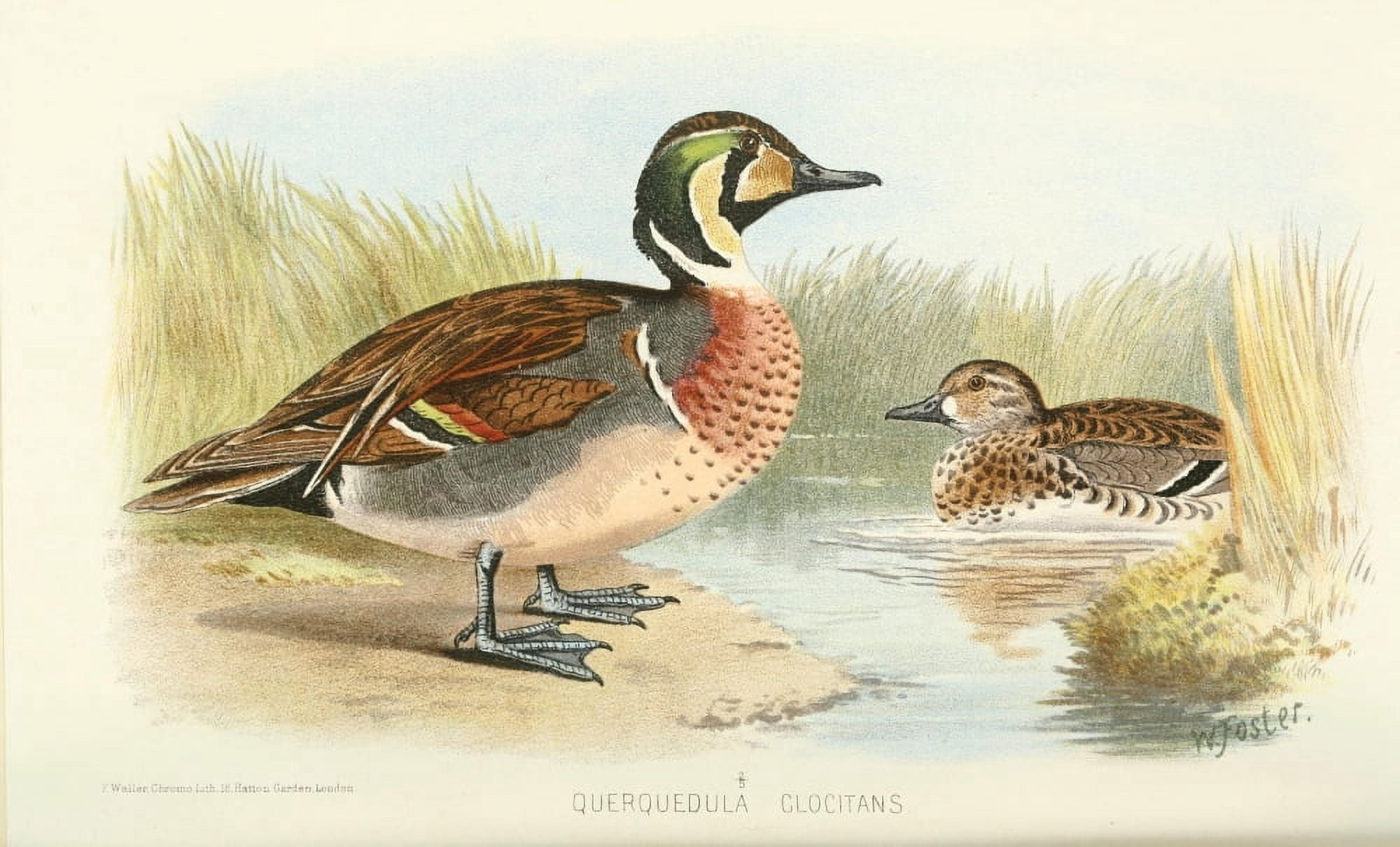 Indian Sporting Birds 1915 Clucking Teal Canvas Art - Foster WH (18 x 24)