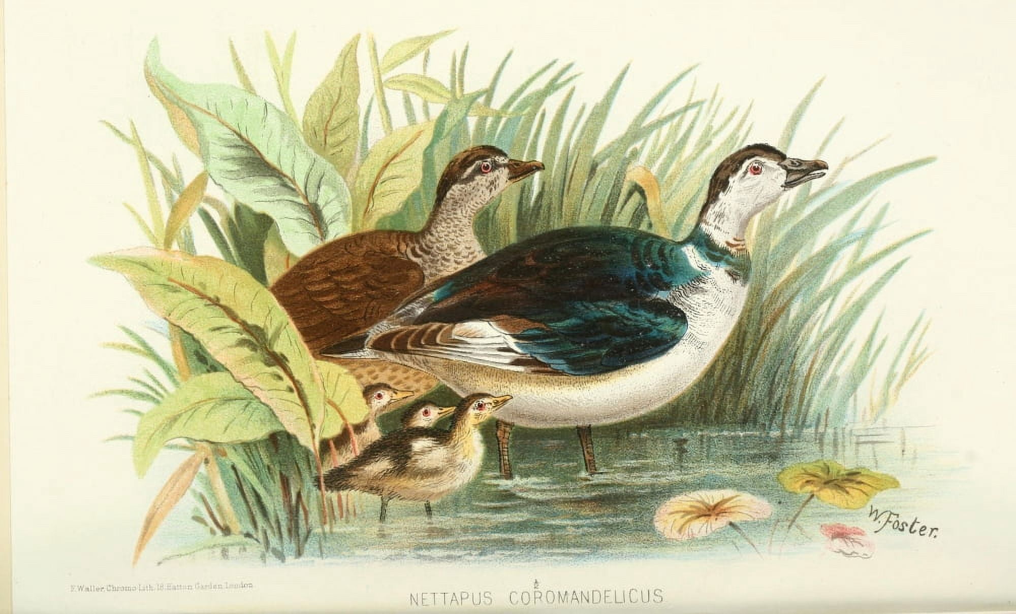 Indian Sporting Birds 1915 Cotton Pygmy Goose Canvas Art - Foster WH (24 x 36)