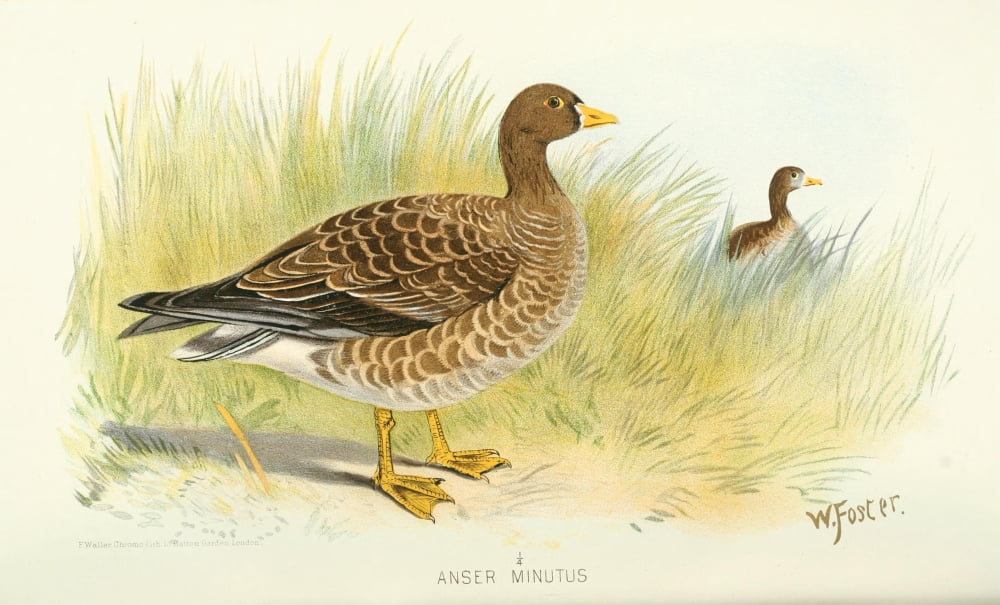 Indian Sporting Birds 1915 Dwarf Goose Canvas Art - Foster WH (24 x 36)