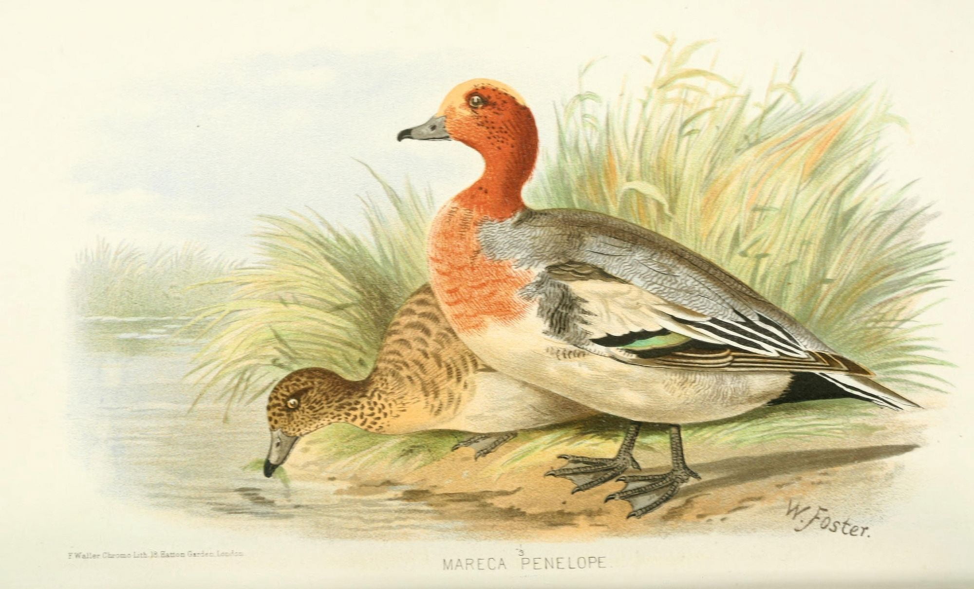 Indian Sporting Birds 1915 Eurasion Wigeon Canvas Art - Foster WH (24 x 36)