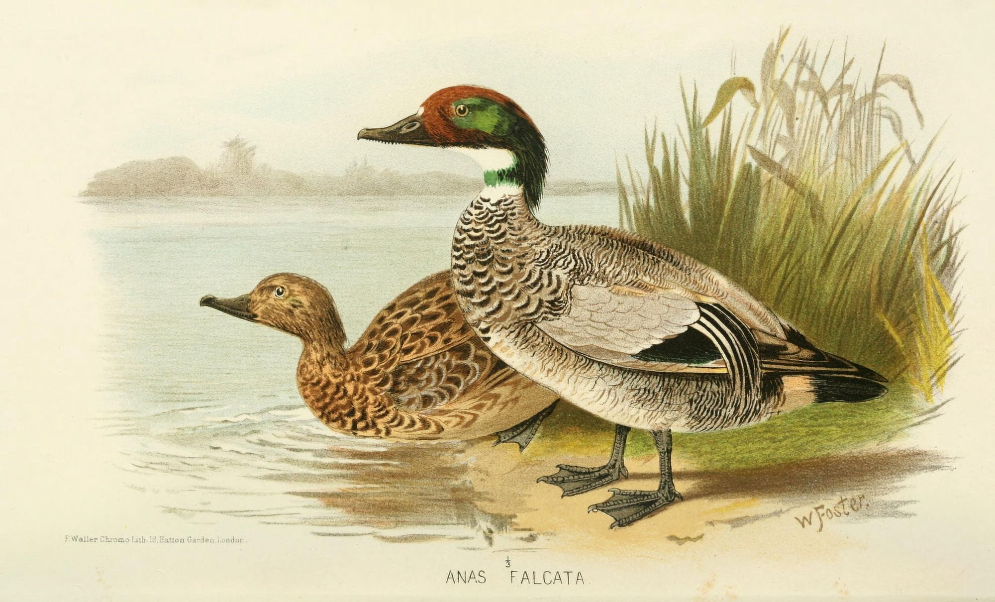 Indian Sporting Birds 1915 Falcated Duck Canvas Art - Foster WH (24 x 36)