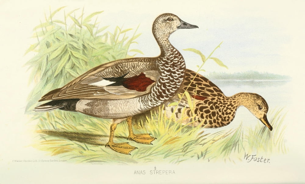 Indian Sporting Birds 1915 Gadwall Duck Canvas Art - Foster WH (24 x 36)