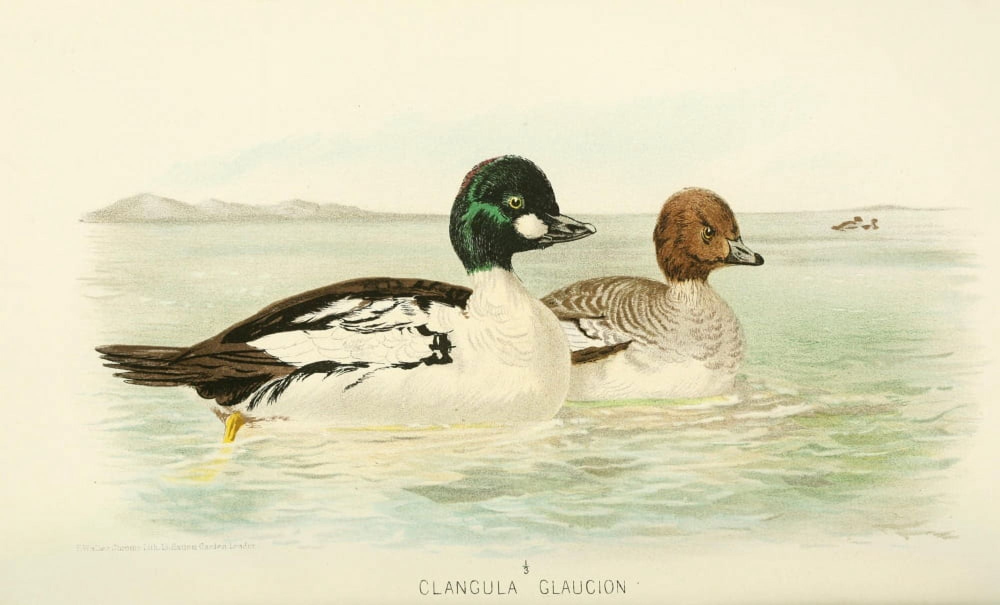 Indian Sporting Birds 1915 Golden-eye Duck Canvas Art - Foster WH (18 x 24)