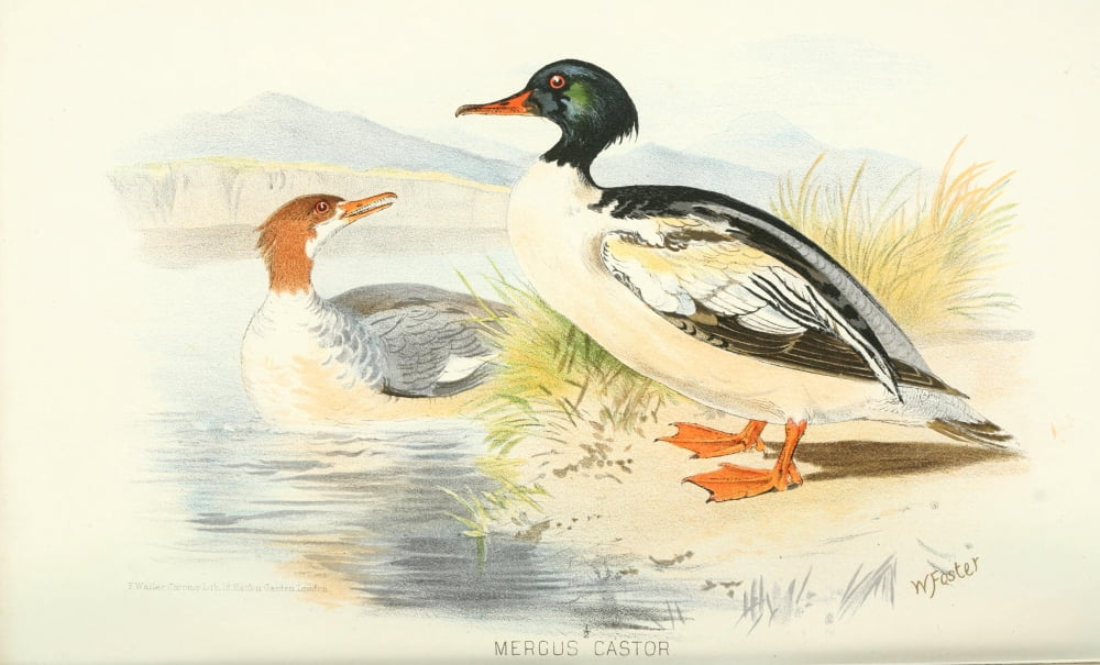 Indian Sporting Birds 1915 Goosander Canvas Art - Foster WH (24 x 36)