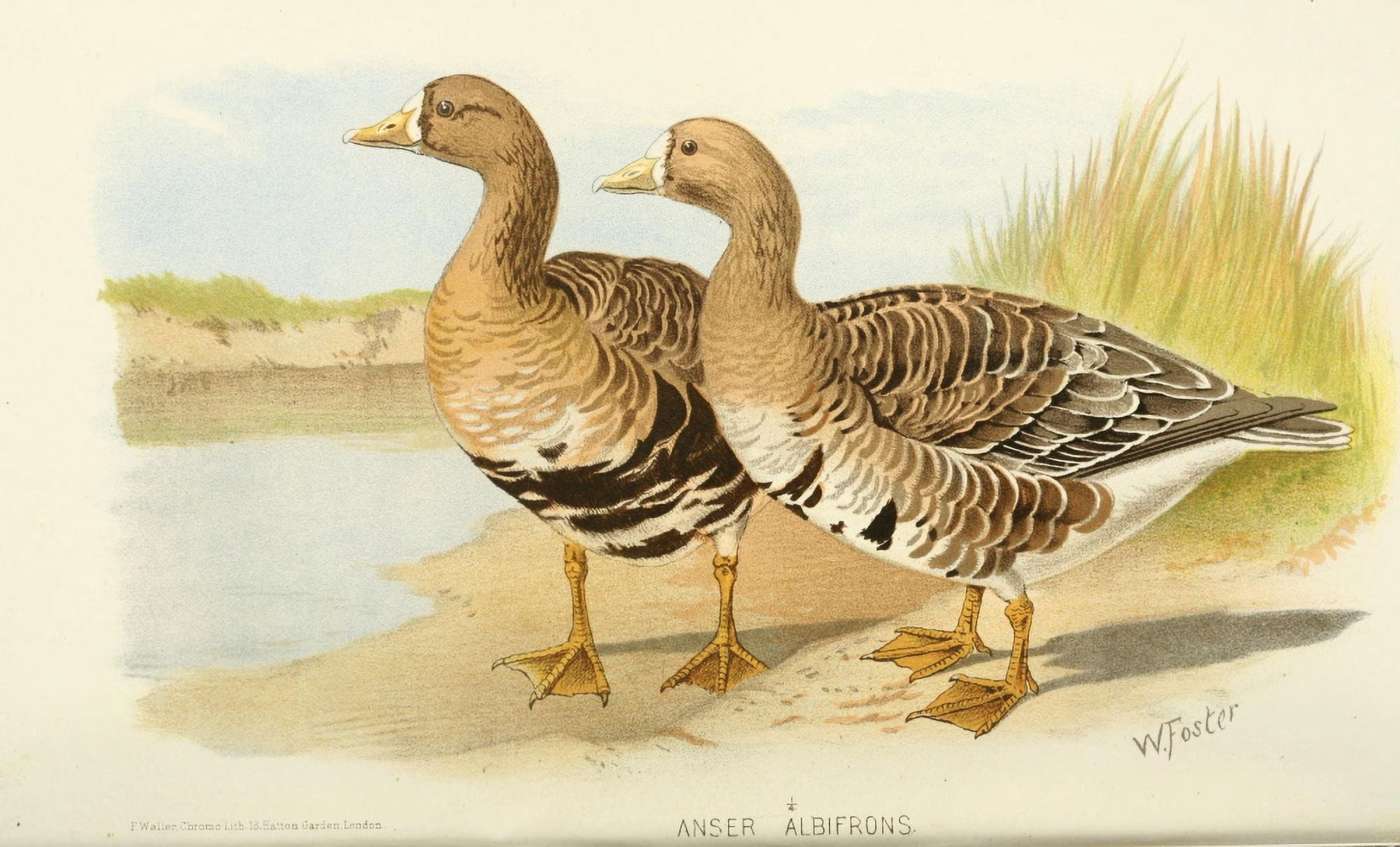 Indian Sporting Birds 1915 Greater White-fronted Goose Canvas Art - Foster WH (18 x 24)