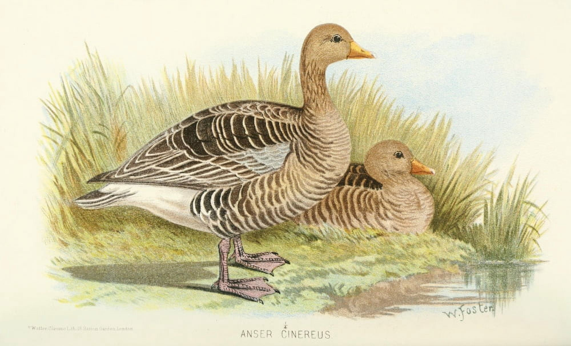 Indian Sporting Birds 1915 Grey Lag-goose Canvas Art - Foster WH (18 x 24)